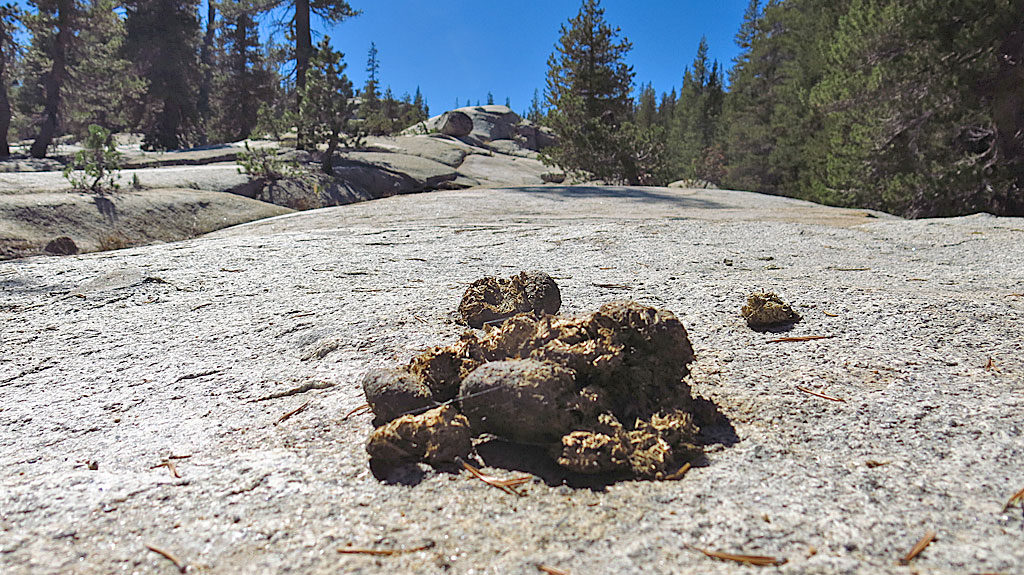 While we didn't see any horses the day we hiked, we were fairly certain that horses share the trail with hikers.