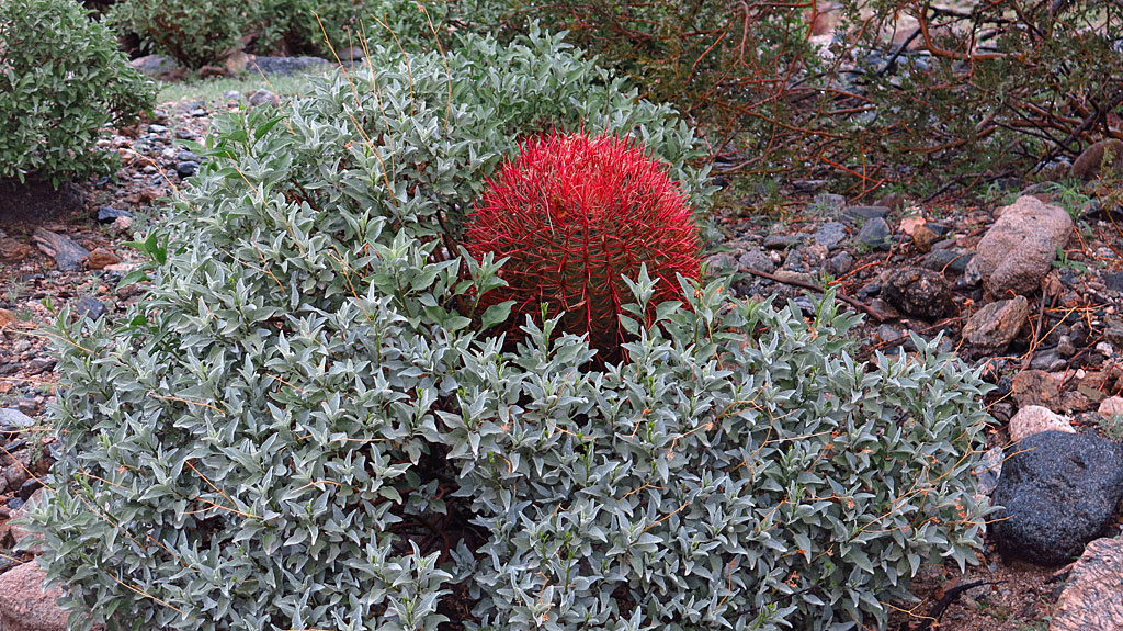 Desert rains bring happy red barrel cactus.