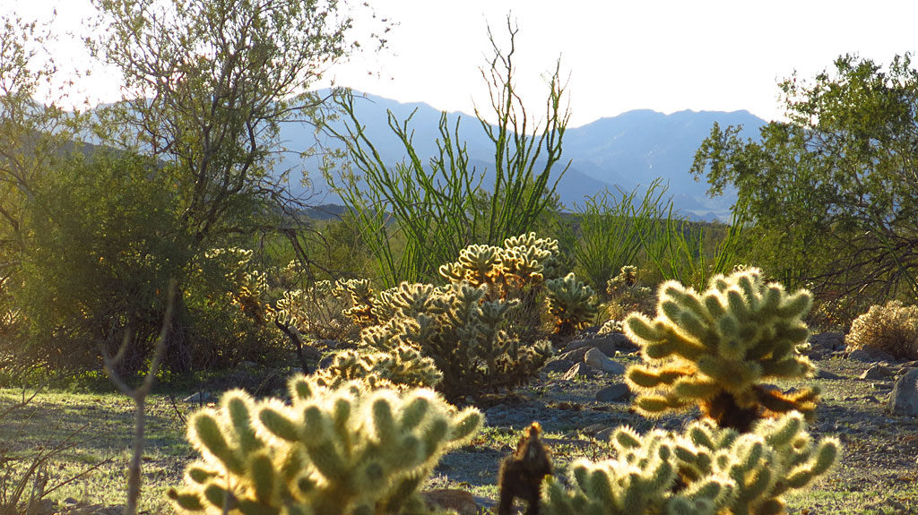 Happy mesquite, cholla, and ocotillo on the south side of Joshua Tree National Park.