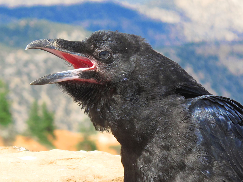Beware of the ravens, for they will peck your eyes out. Beware of the ravens, for they will peck your eyes out.