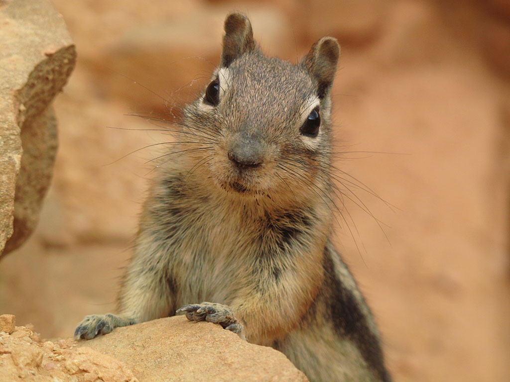 We were hiking up a series of switchbacks in Bryce, and this squirrel followed us, begging for food at each level - he was very persistent moving up the hill with us. We were hiking up a series of switchbacks in Bryce, and this squirrel followed us, begging for food at each level - he was very persistent moving up the hill with us.