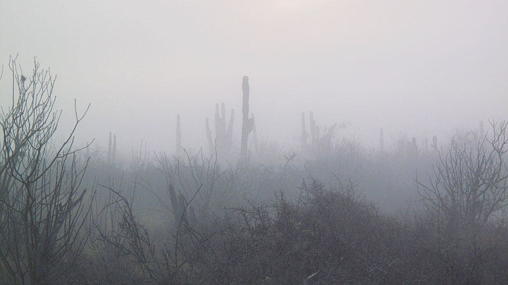 Morning tule fog in the desert cut visibility to only 25' at times. Morning tule fog in the desert cut visibility to only 25' at times.
