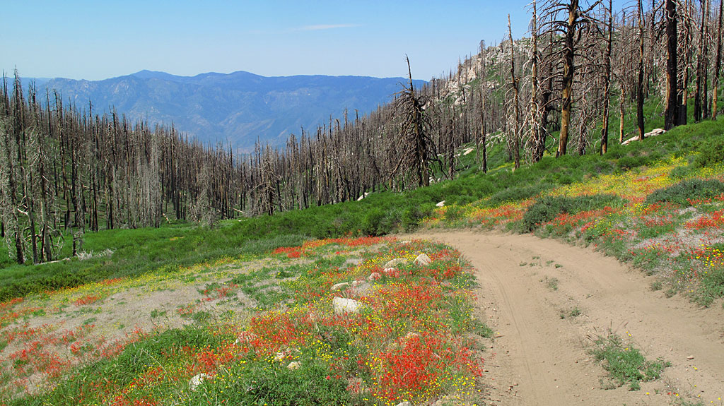 After skirting the north side of Sherman Peak, the road begins to drop off, revealing some spectacular views. A majority of the trees had been killed from a recent wildfire. After skirting the north side of Sherman Peak, the road begins to drop off, revealing some spectacular views. A majority of the trees had been killed from a recent wildfire.