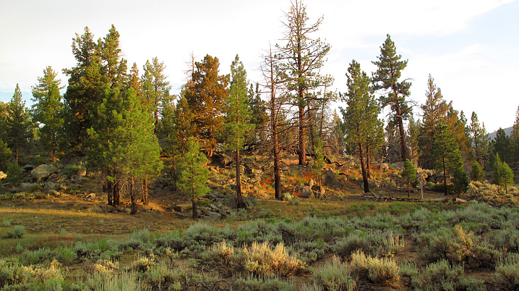 Sunset at Rodeo Flats in the southern Sierras. Sunset at Rodeo Flats in the southern Sierras.