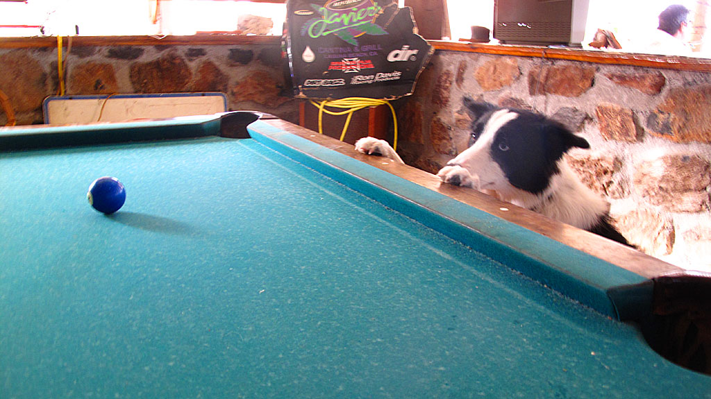 A dog obsessed with a pool ball at Buenaventura. A dog obsessed with a pool ball at Buenaventura.