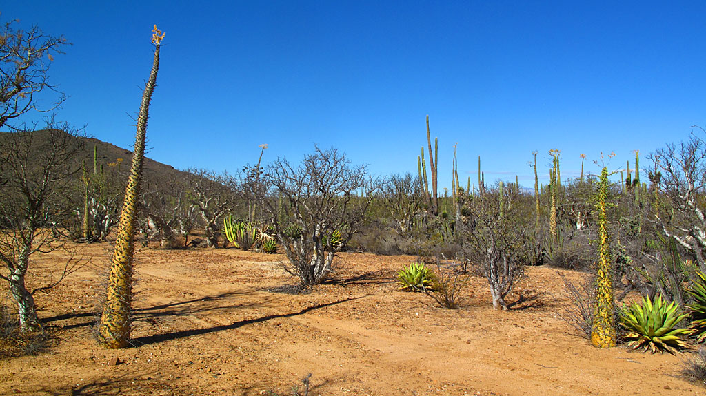 Boojum Trees in the central Baja desert. Boojum Trees in the central Baja desert.