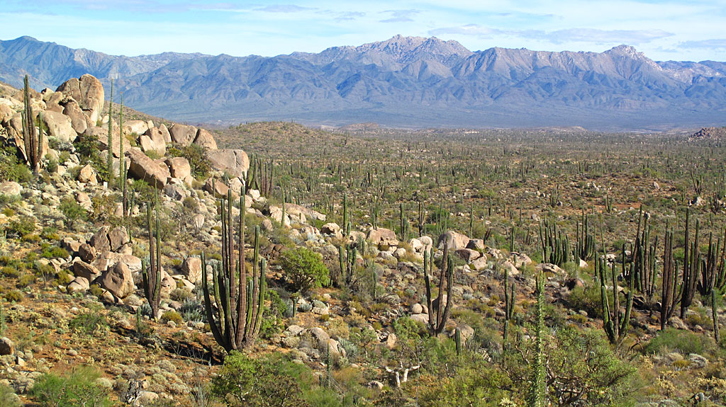 The Baja desert near Catavina. The Baja desert near Catavina.