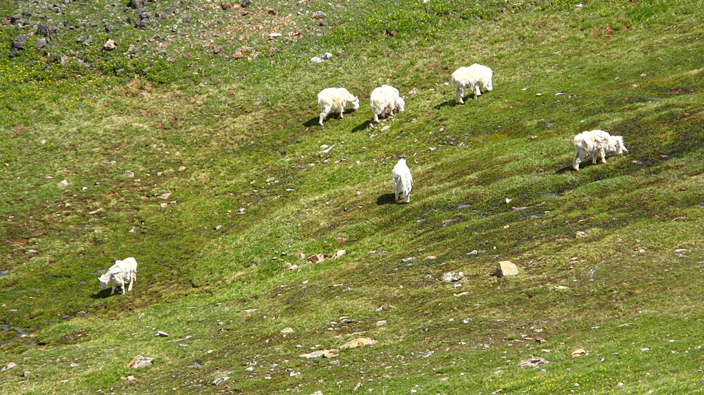 Longhorn Mountain Sheep grazing. Longhorn Mountain Sheep grazing.
