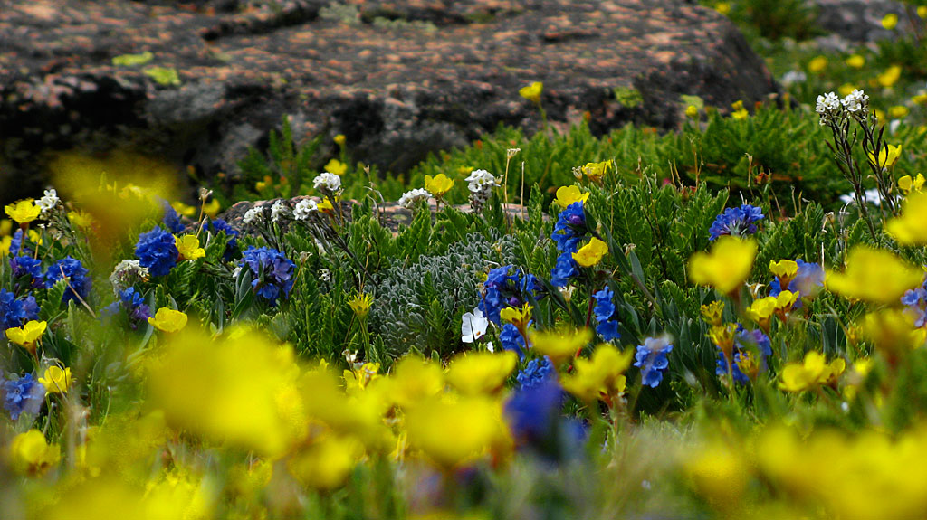 Spring arrives at 11,000' in July. Spring arrives at 11,000' in July.