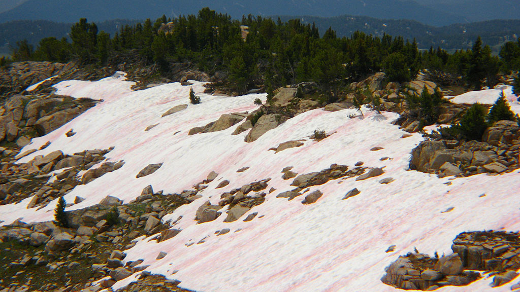 Watermelon snow Watermelon snow