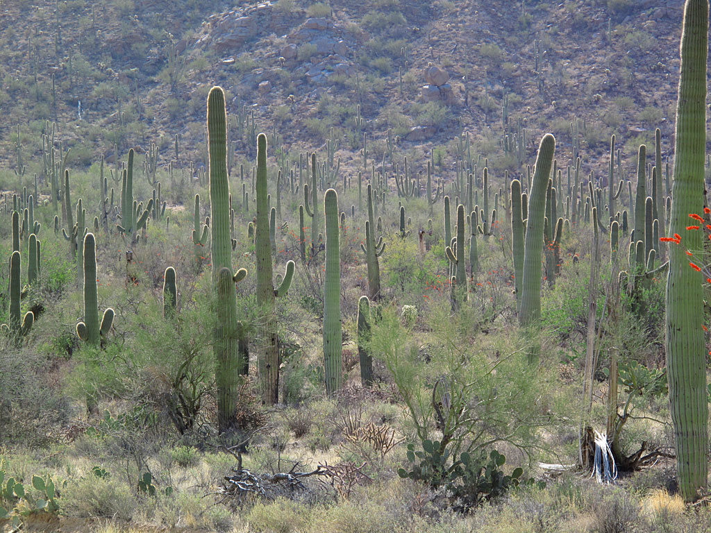 Morning sun backlights a stand of saguaros on the west side of Saguaro NP. Morning sun backlights a stand of saguaros on the west side of Saguaro NP.