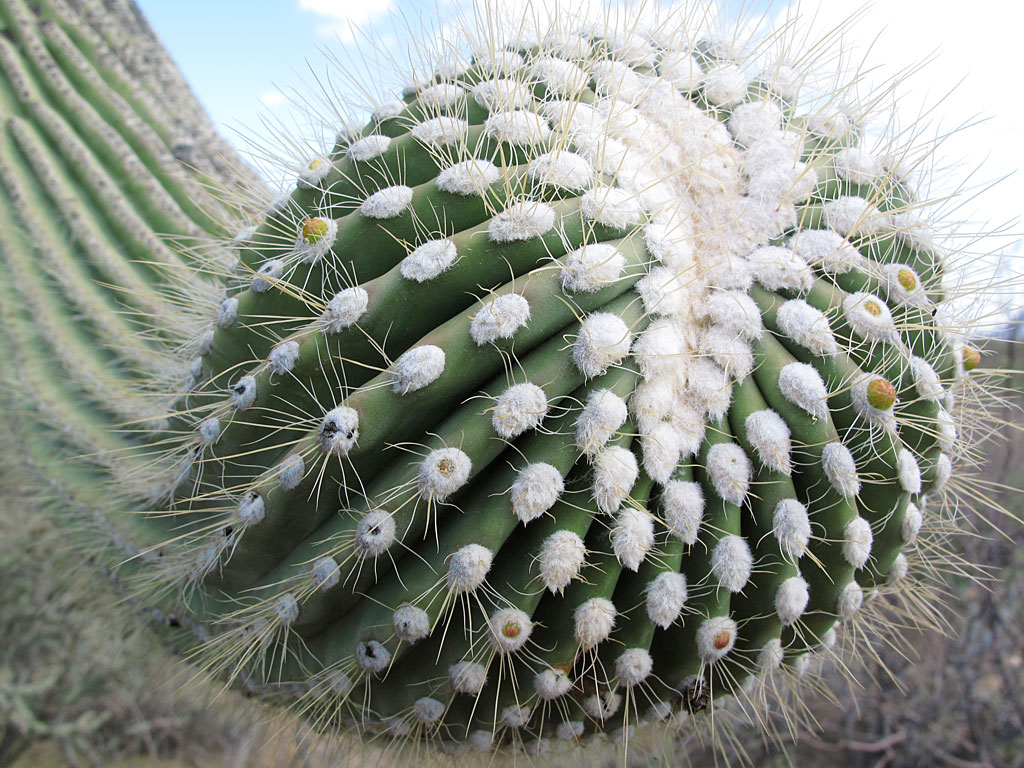 The growing, happy tip of a saguaro branch. The growing, happy tip of a saguaro branch.