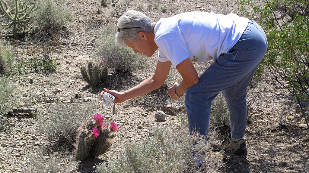 Admiring the colorful spring bloom of a hedgehog Cactus. Admiring the colorful spring bloom of a hedgehog Cactus.