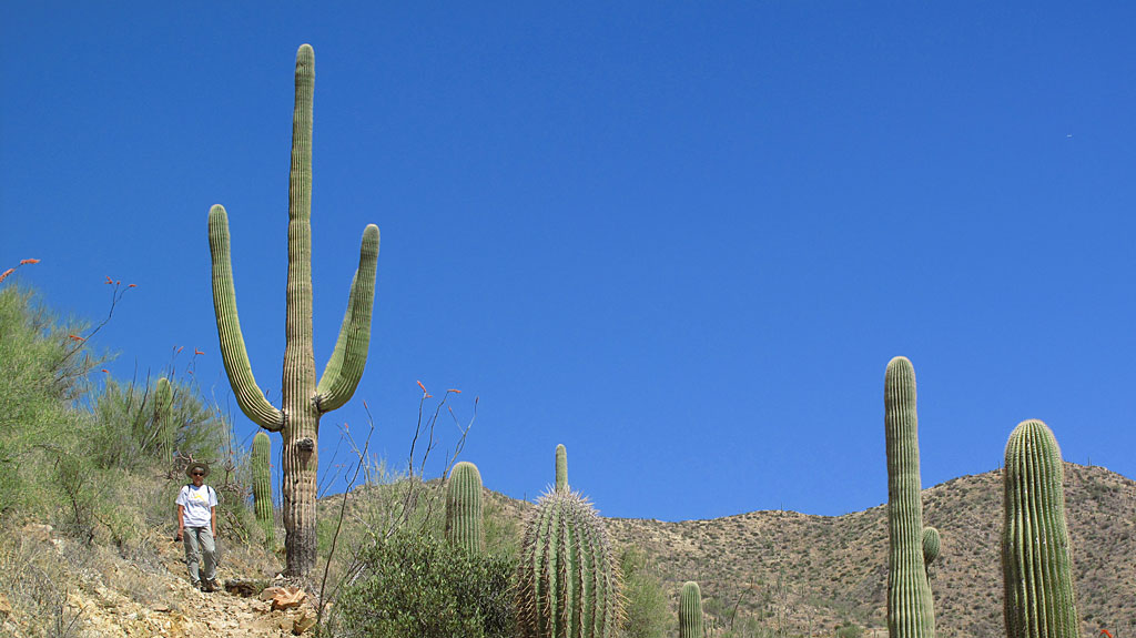 Hiking to Wasson Peak, the highest point in the Tucson Mountain Park. Hiking to Wasson Peak, the highest point in the Tucson Mountain Park.