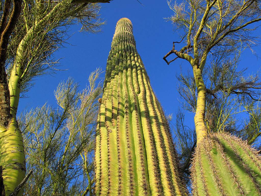 A mature saguaro grows between its two nurse plants, a couple palo verdes. A mature saguaro grows between its two nurse plants, a couple palo verdes.
