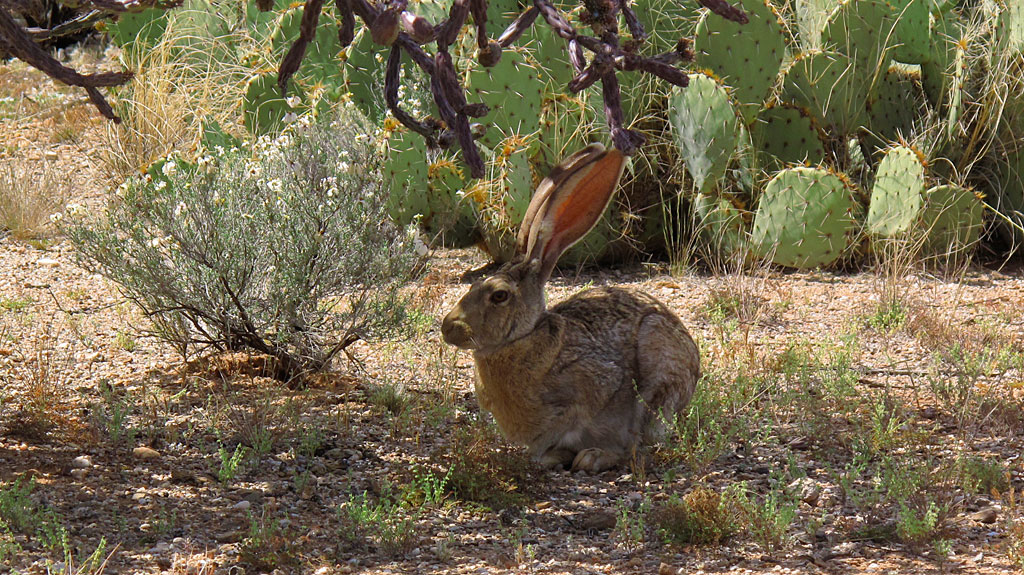 A jackrabbit hunkers in the shade of a cholla cactus. A jackrabbit hunkers in the shade of a cholla cactus.