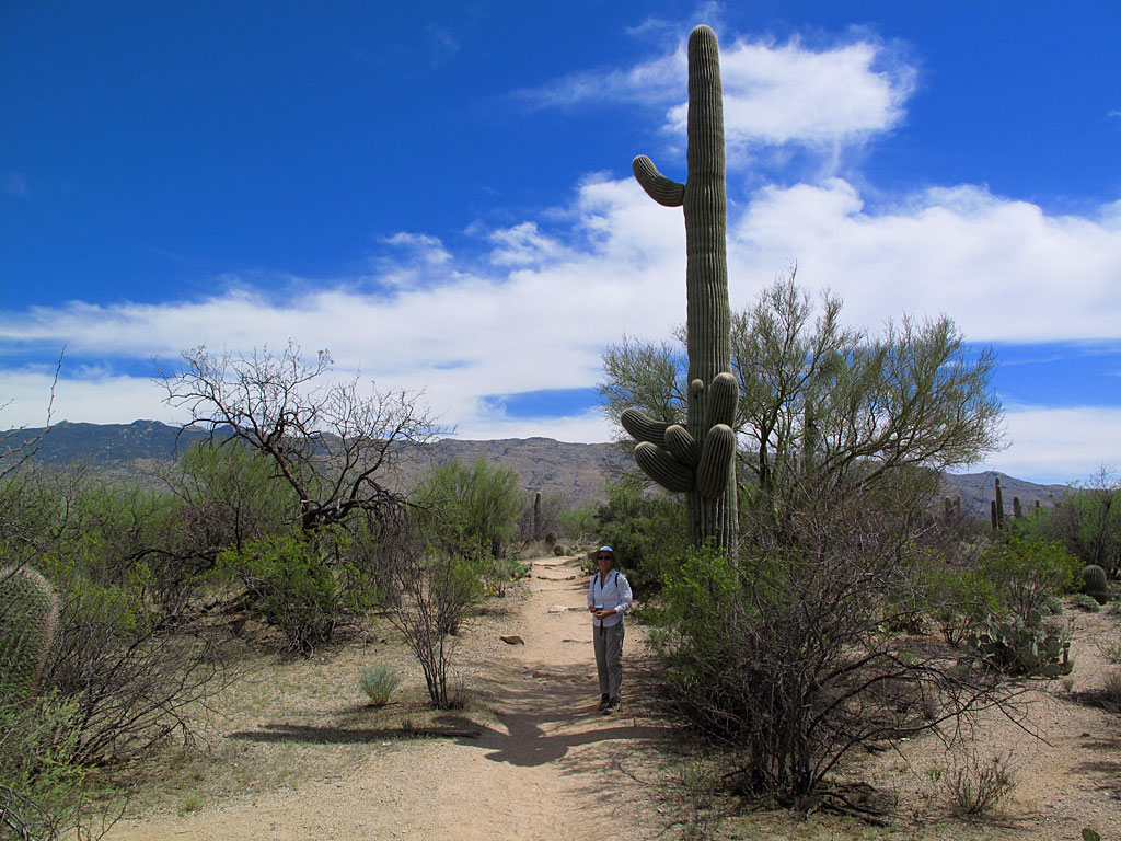 Hiking in the east side of Saguaro NP. Hiking in the east side of Saguaro NP.