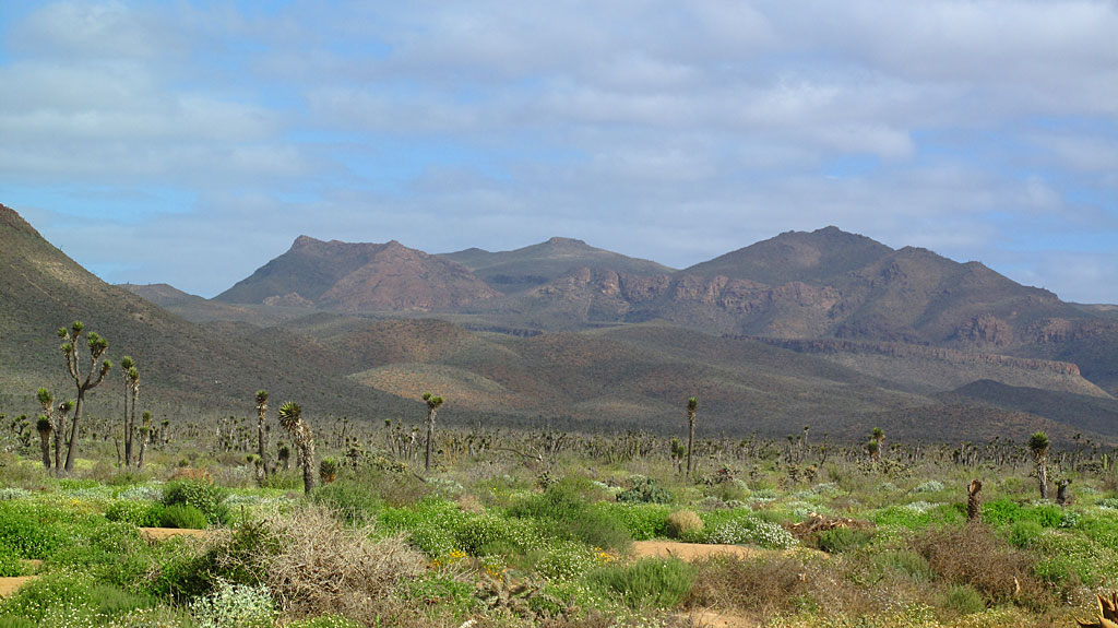 Green happy desert. Green happy desert.