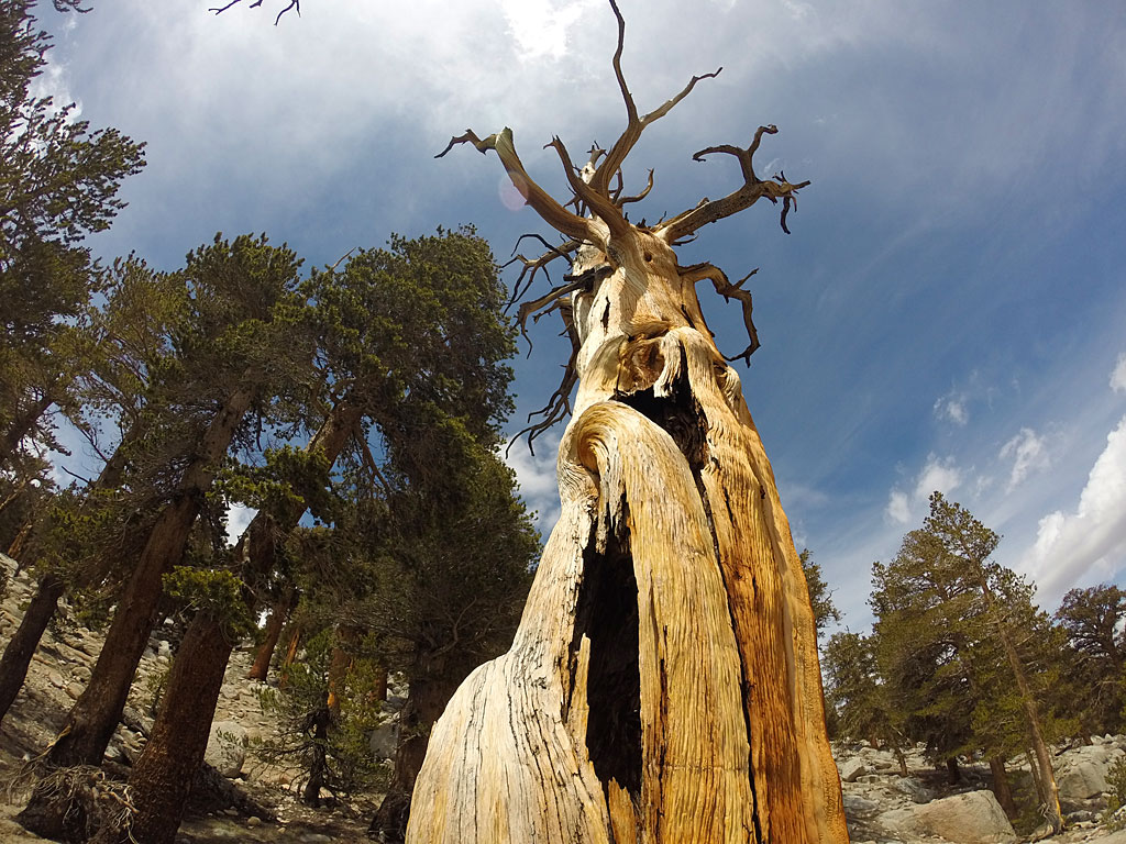 We got to see some very cool weathered trees along the trail.