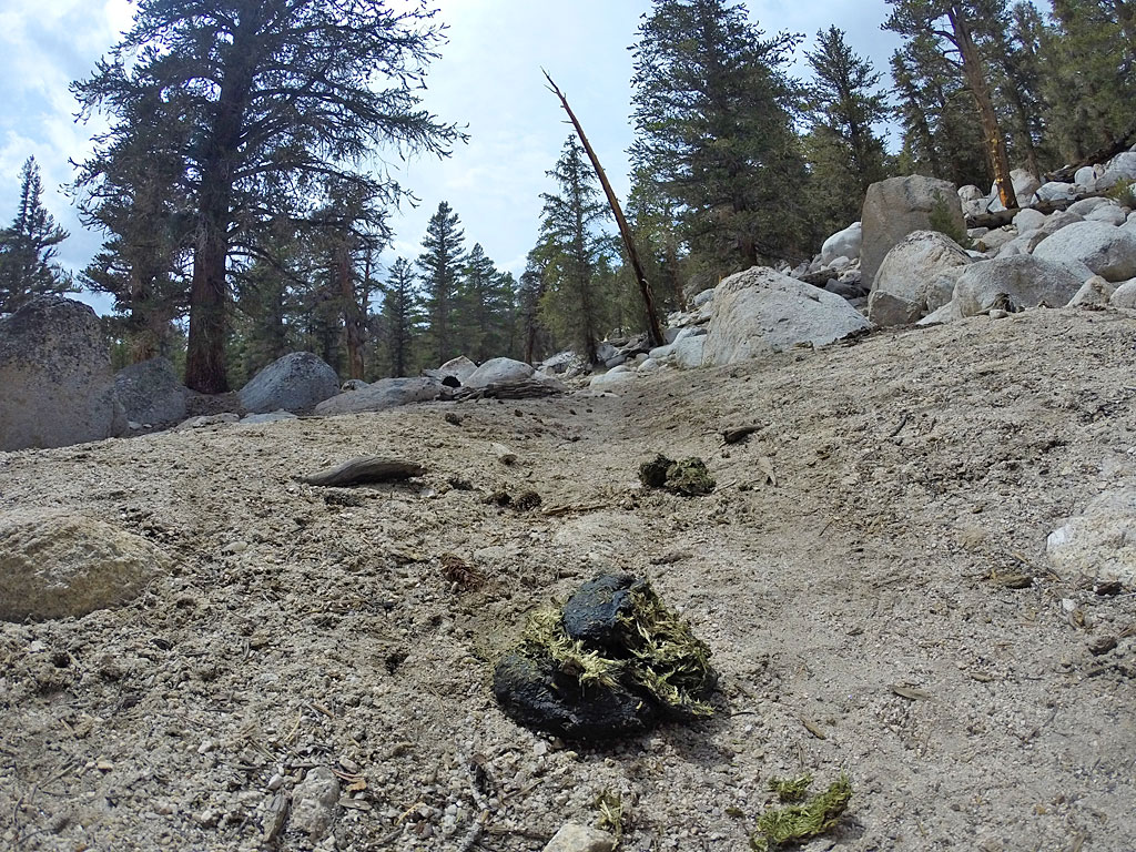 By the way, mountain bikes are not welcome in wilderness areas, but horses are. The issue appears to be the mountain bike's inability to defecate on the trail and create deep gouges.