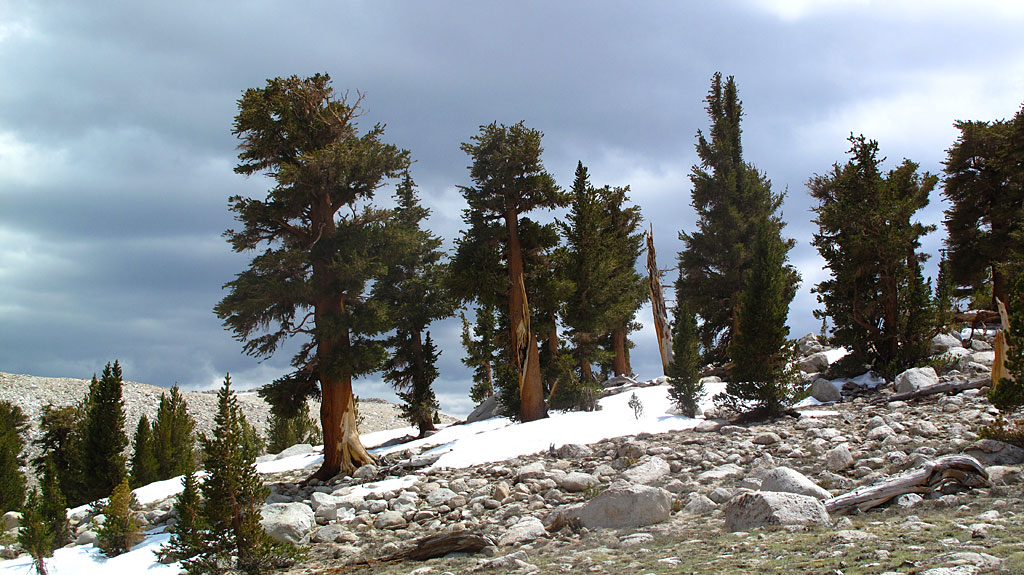 The trees at timberline appeared to have had a rough life.