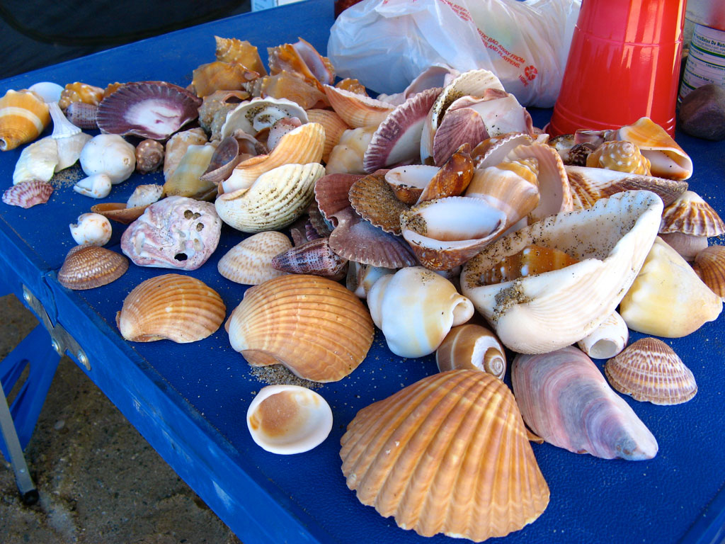 Carol collected shells on her daily beach walks - this was her stash after just a few days.