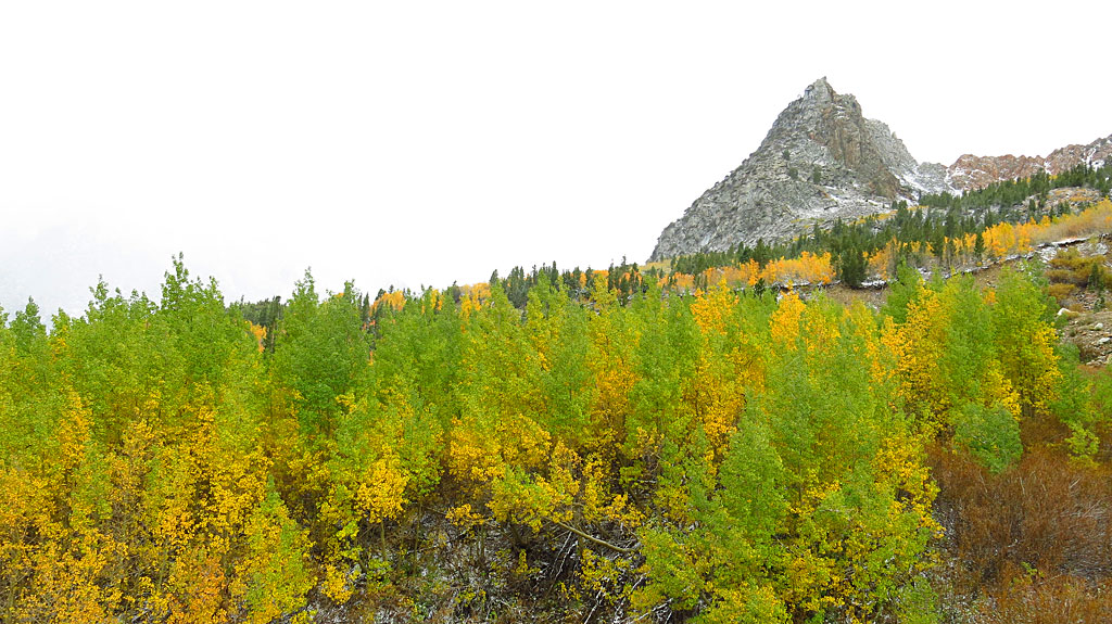 Changing aspens along Warren Fork on the Tioga Pass Road, on the eastern side of Yosemite. This day was "get into National Parks for FREE!" day, where The Man lets us stick it to him.