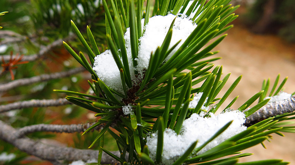Snow arrives in the high country, delighting and amazing people from SoCal who never see the stuff.