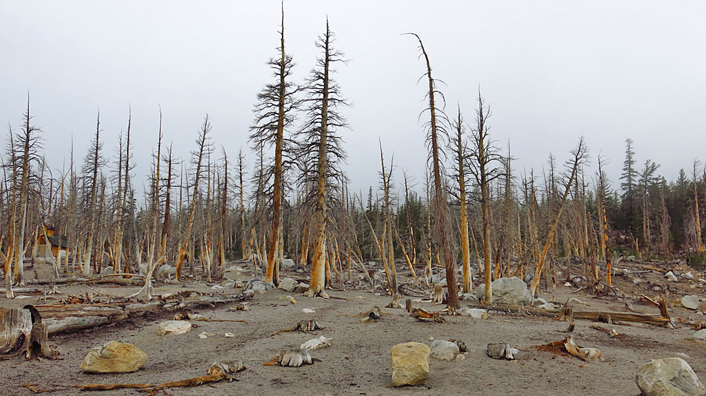 I'm here to report that the CO2 tree-kill area along the north shore of Horseshoe Lake is still dead. Soil gas in the tree-kill areas is composed of 20 to 90 percent CO2; there is less than 1 percent CO2 in soils outside tree-kill areas.