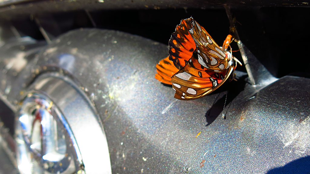 Due to recent hurricanes, Baja was green and blooming. And as a result, the place was buggy - we mowed down butterflies on the highway by the millions. By the time we returned to SoCal, the front of the truck was covered in a 1" thick crust of butterfly carcasses.