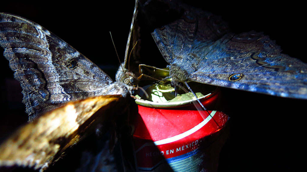 The night before the race got to us, we enjoyed a campfire on the beach and some Tecate beers. As it turns out, really big moths like Tecate beer too.