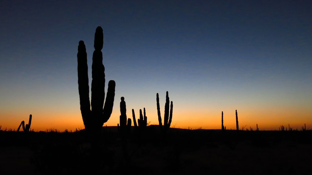 Cardón cactus silhouetted in the Baja sunset, south of San Ignacio.