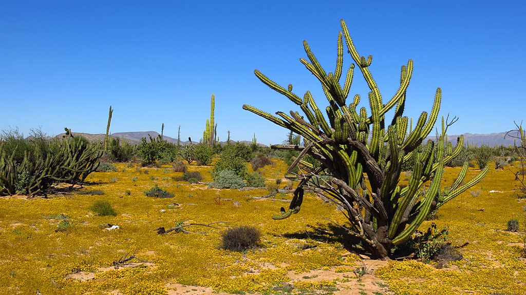 The desert blanketed with yellow flowers.