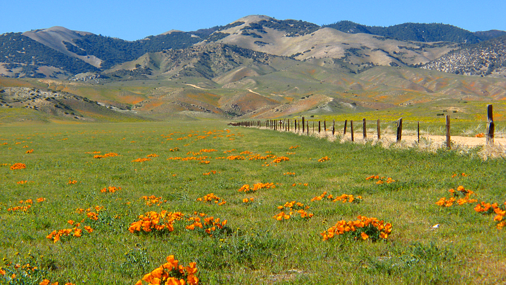 California Poppies near Highway 138 in Neenach, California.