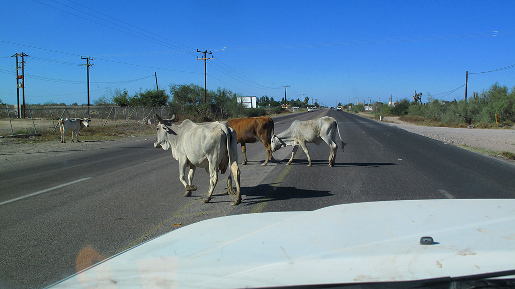 Cows, in no particular hurry, crossing Mexico Highway 1 near Ciudad Constitución, Baja California Sur.