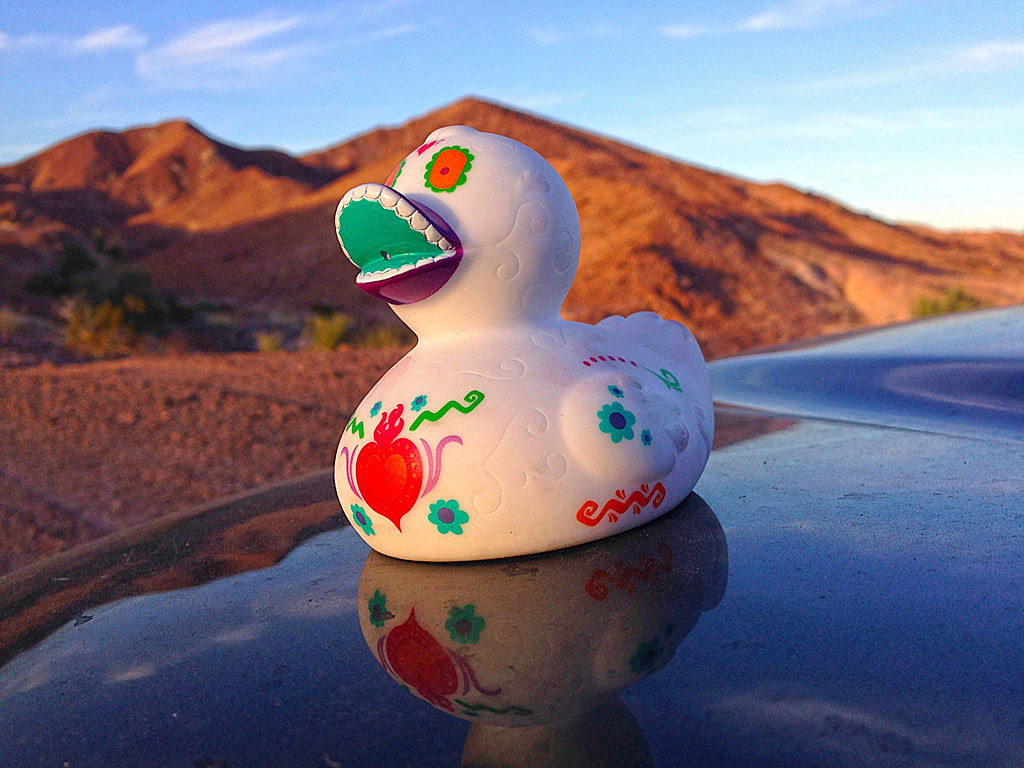 Día del pato muerto - our Baja traveling companion.