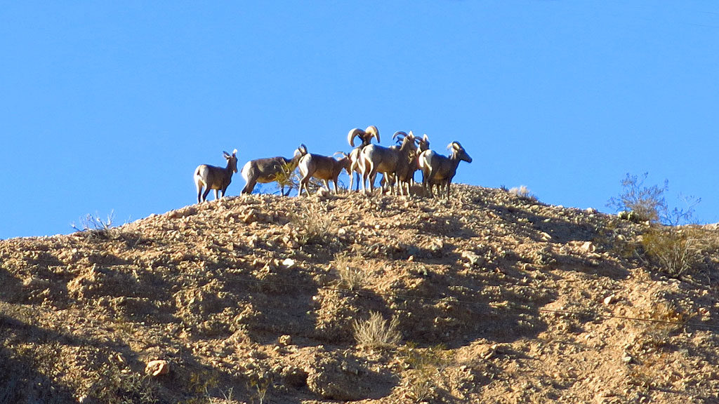On the way out of Afton Canyon on Sunday morning, we bumped into a small herd of Desert Bighorn Sheep -- they looked well-fed and healthy.
