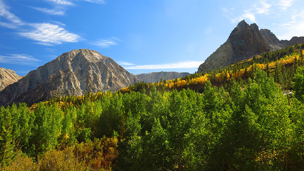 Aspens changing color at 9,000' in Tioga Pass near the east entrance to Yosemite National Park.