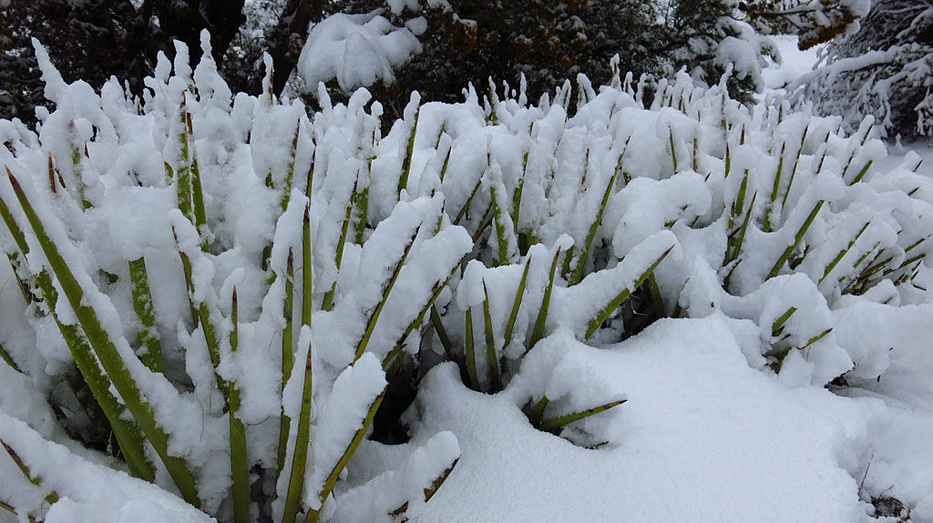 High desert plants are very tolerant of the snow - any water is good water.