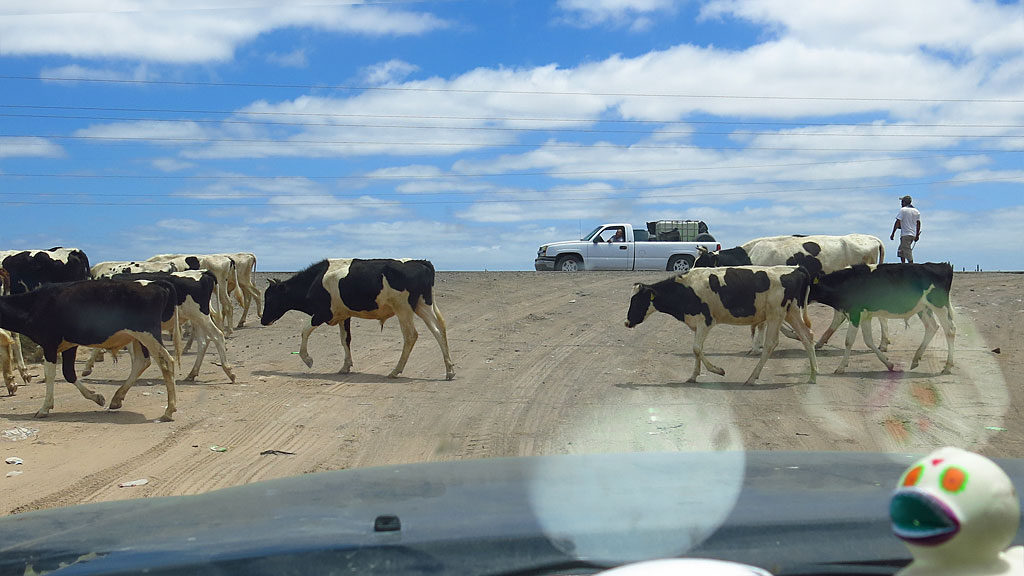 This is Baja, so this must be a vaca crossing.