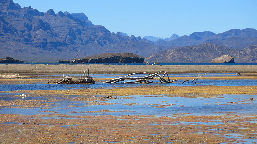 Looking north across Estero Ligüí -- the dark blue Sea of Cortez is distant.
