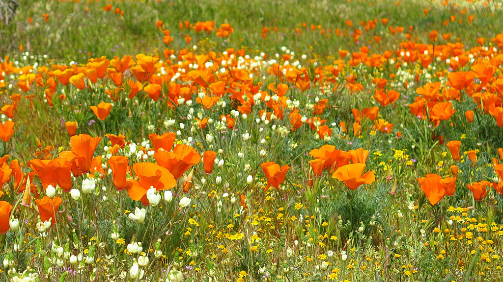 The California Poppy dominates the desert floor.