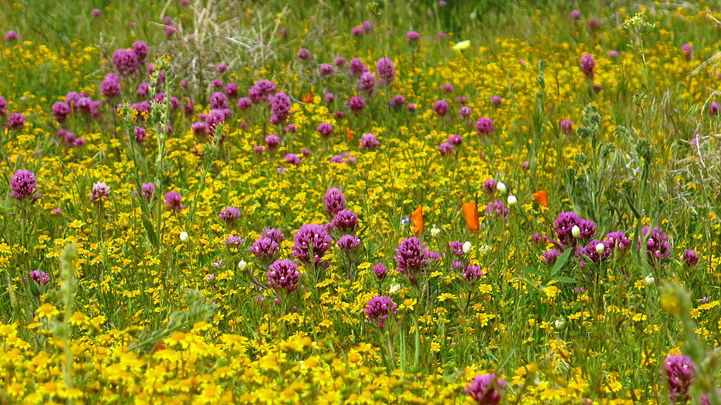 Red Clover shares the hillside with yellow Bigelow Coreopsis.