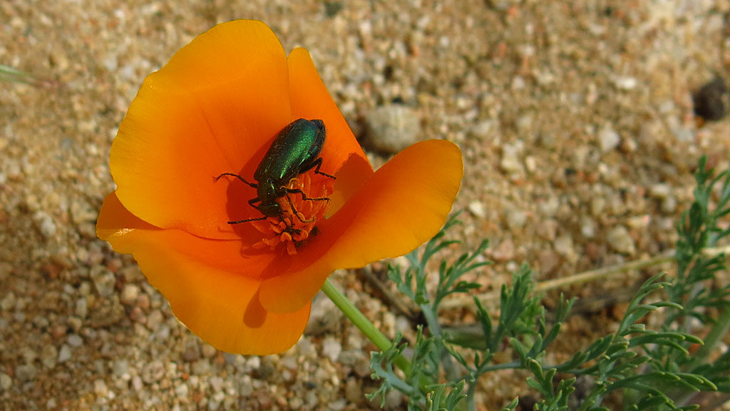 A Tiger Beetle enjoys lunch in a California Poppy.