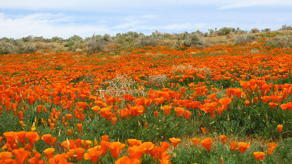 Poppies and sage share the slope-side.
