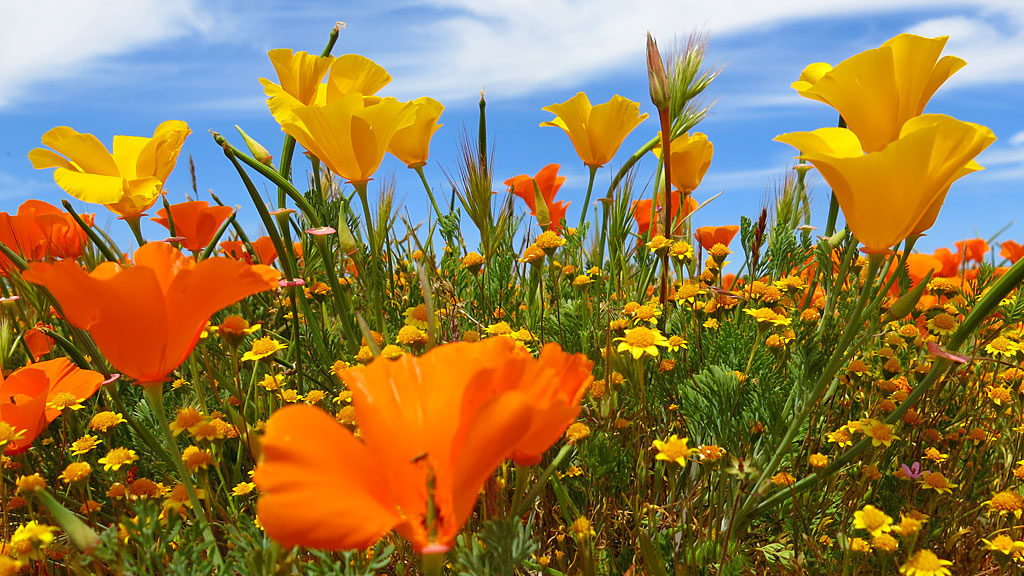 A somewhat rare yellow poppy hob-nobs with non-mutated poppies.