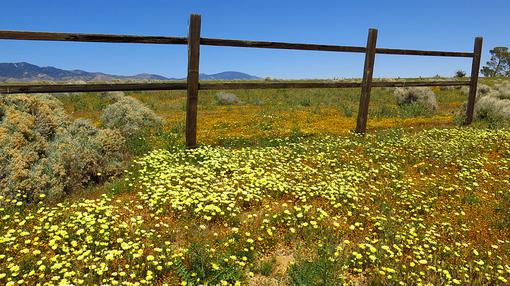 Desert Dandelion co-exists with sage and fences.