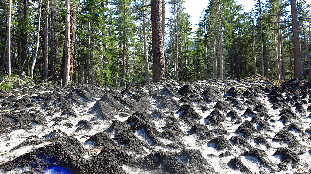 Suncups near the base of Mammoth Mountain Resort topped with road cinders. Suncups form during the ablation of snowy surfaces.