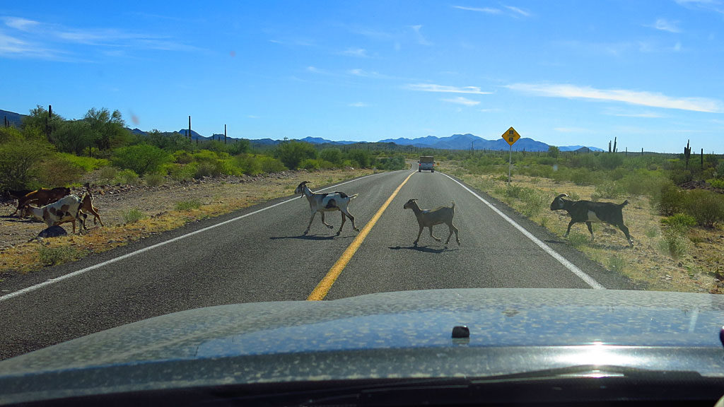 Goat season in Baja. Here, a flock migrates from over there to over there, with little regard to highway traffic.