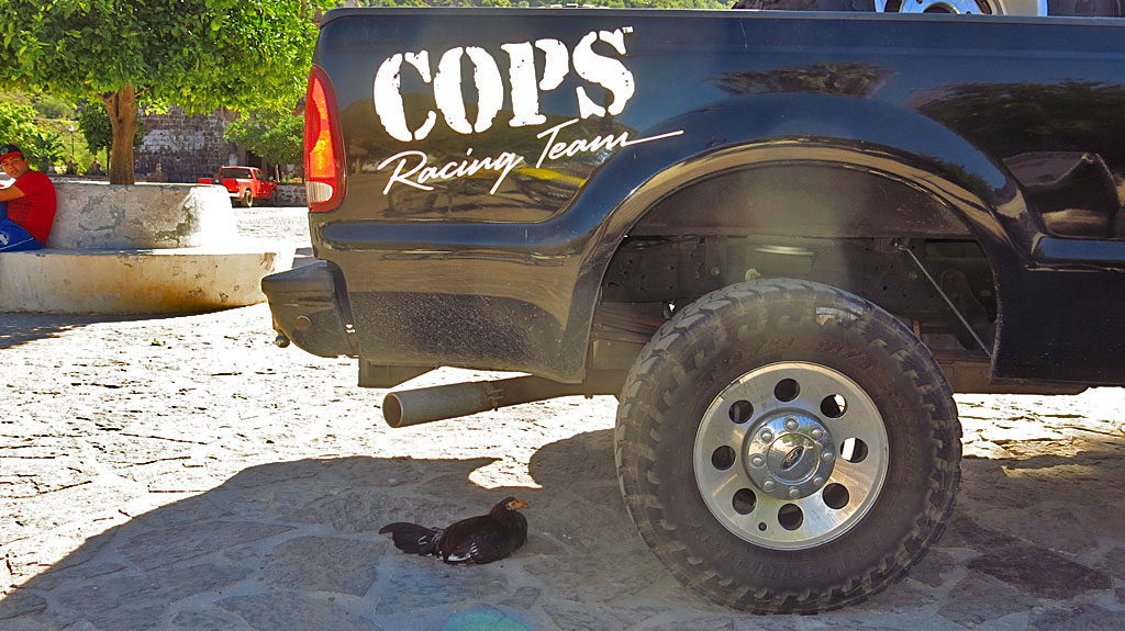 Chickens, as it turns out, are big fans of COPS Racing.
